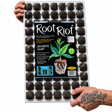 A clear plastic tray filled with 77 small dark soil cubes arranged in a grid, with a large Root Riot label on the front. Two hands are holding the tray against a plain white background.