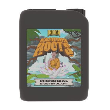 Indica Kashmir Roots