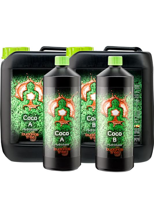 Buddhas Tree Coco A&B