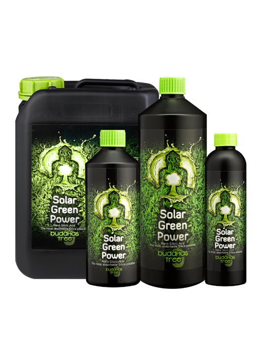 Buddhas Tree Solar Green Tree
