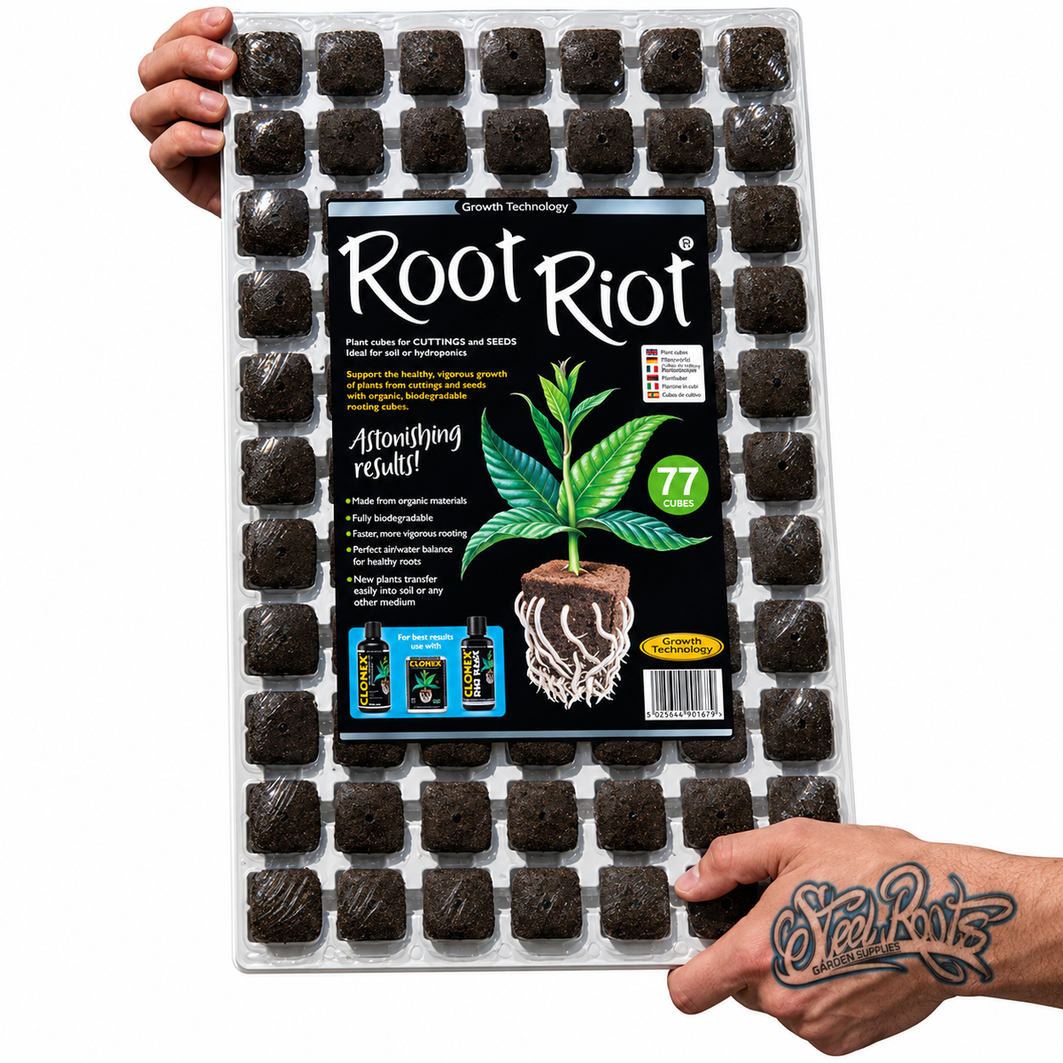A clear plastic tray filled with 77 small dark soil cubes arranged in a grid, with a large Root Riot label on the front. Two hands are holding the tray against a plain white background.