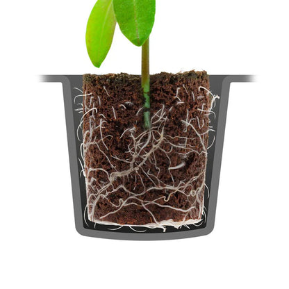ROOT!T Dry Peat Free 24 & 60 Cell Filled Trays | Propagation & Seed Starting