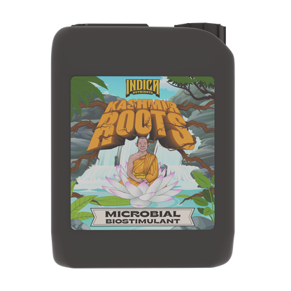 Indica Kashmir Roots