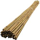 Bamboo Canes 
