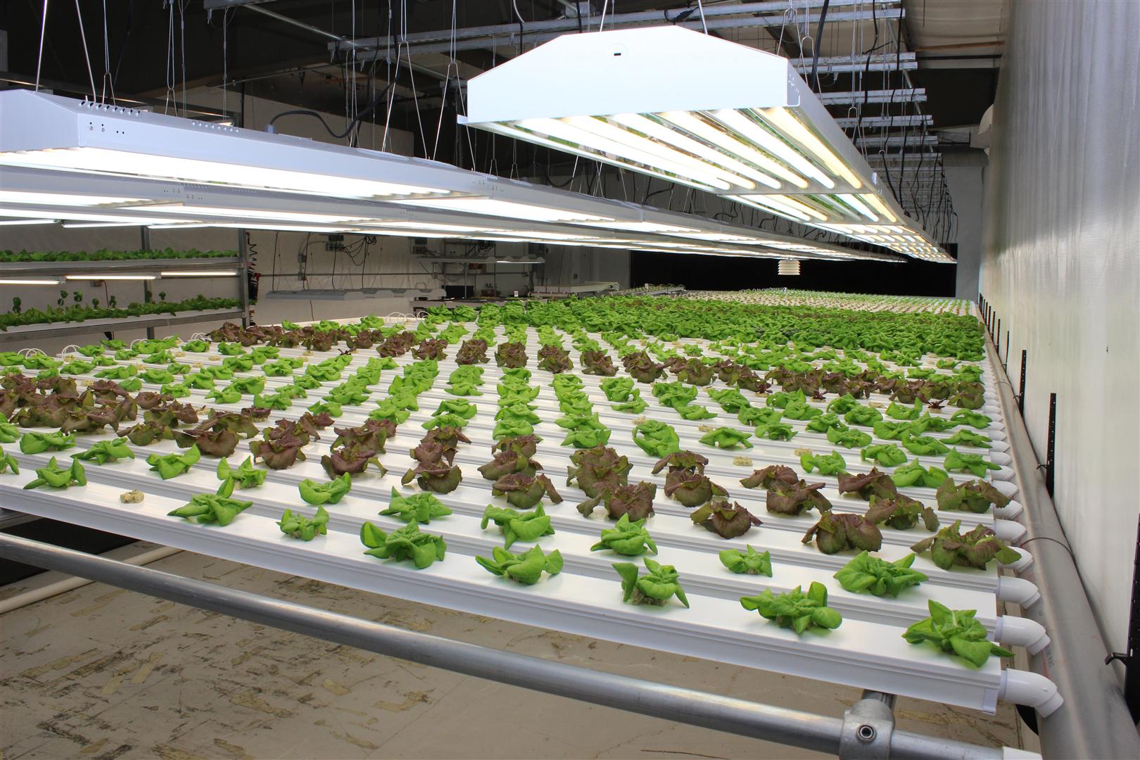 A Modern HYdroponic Lettuce Garden